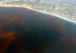 260px-La-Jolla-Red-Tide 780.jpg