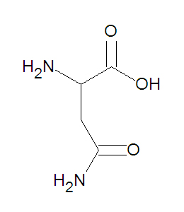 Asparagine DEVolk.jpg