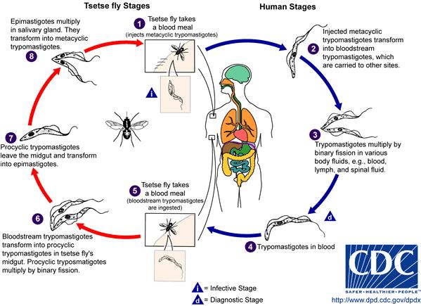 TbruceiLifeCycle.jpg