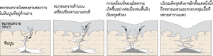 หลุมยุบที่เกิดจากการพังทลายของชั้นดินที่ปกคลุม (Cover-collapse sinkholes).png