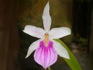 Miltonia spectabilis1.jpg