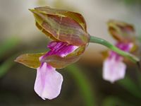 Miltonia russelliana