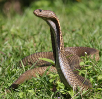 Philippine cobra