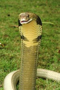 King cobra