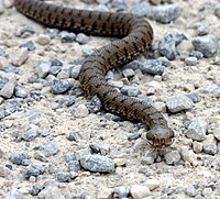 Asp viper, Vipera aspis: type species for type genus Vipera.