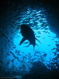 This grey nurse shark (Carcharias taurus) and the smaller fish surrounding it are animals.