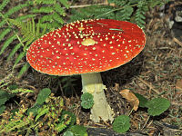 Amanita muscaria, a basidiomycete