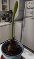 This mature amaryllis bulb, after going dormant during deep winter, has responded to lengthening days by growing a bloom stalk in February, even before producing any foliage.