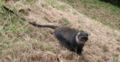 A Sykes monkey (Cercopithecus albogularis), Nairobi, Kenya.