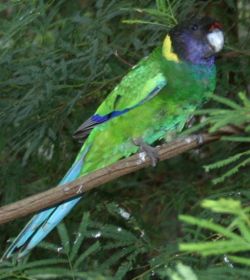 Australian Ringneck.