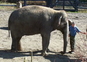 ElephantAsianOregonZooSungSurin.jpg