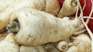 ParsnipWinters.jpg