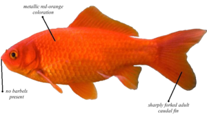 Common Goldfish