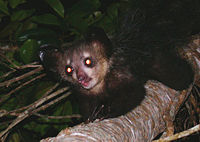 Aye-aye, photo by Tom Junek.