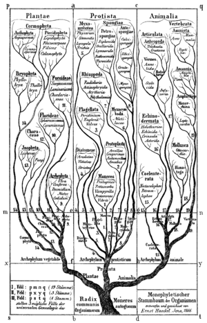 Haeckel.png