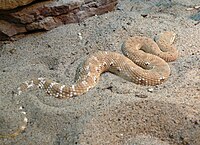 Eristicophis macmahonii, leaf-nosed viper.