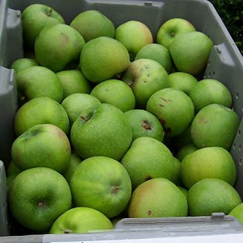 Granny Smith, a tart apple used for cooking.