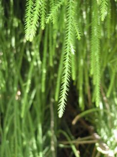 Juvenile Rimu foliage